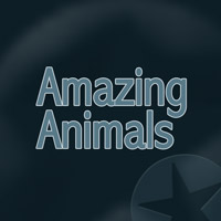 Amazing Animals